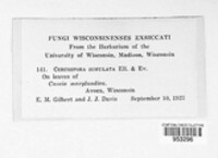 Passalora simulata image